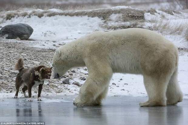 собака против белого медведя, сторожевой пес против белого медведя, собака дала медведю отпор, Альберт Паницца, Albert Panizza