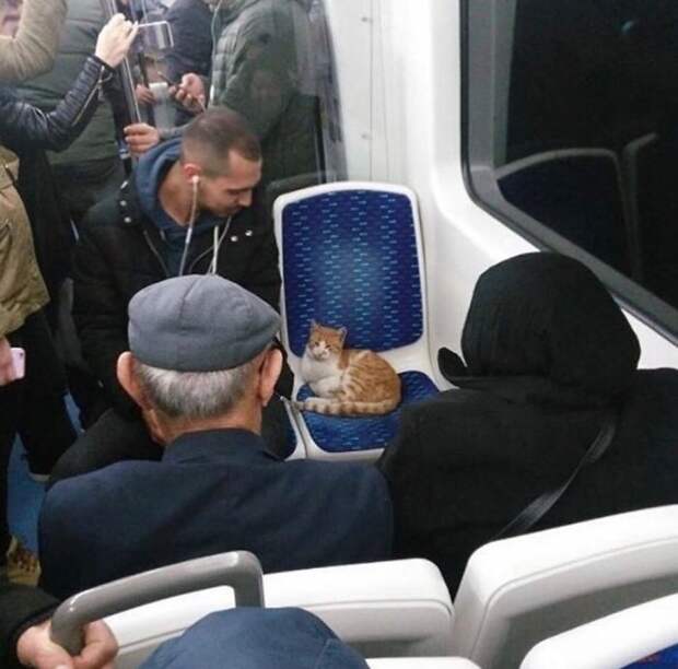 кот в транспорте