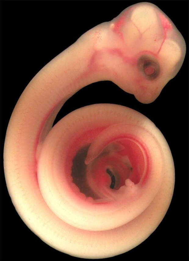 inutero05 Как выглядят животные в утробе матери