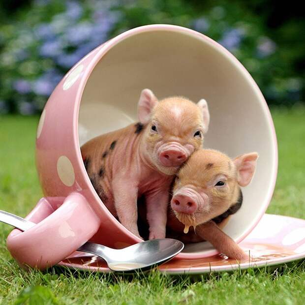 MiniaturePigs08 MiniaturePigs08 Миниатюрные поросята, которых вы просто обязаны увидеть