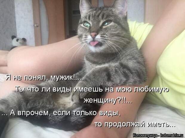 Лучшие котоматрицы недели (50 фото)