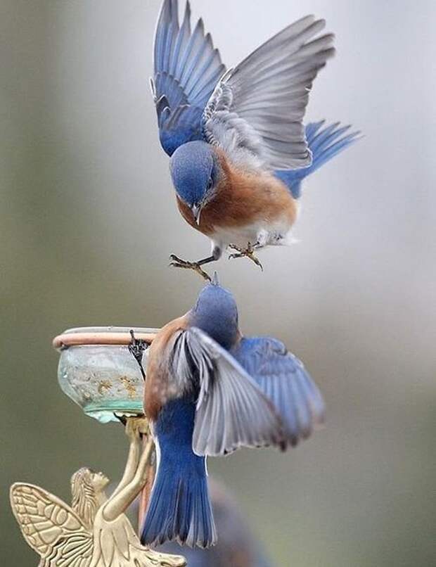 Голубые мухоловки великолепие, животные, интересное, красота, полет, птицы, факты