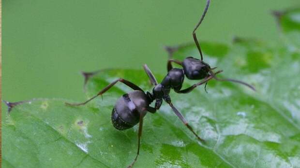 Как избавиться от муравьев на дачном участке?