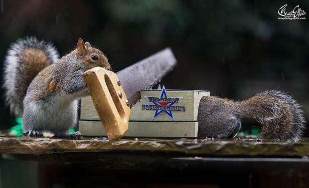 CuriousSquirrels12 Любопытные белки в кадре британского фотографа