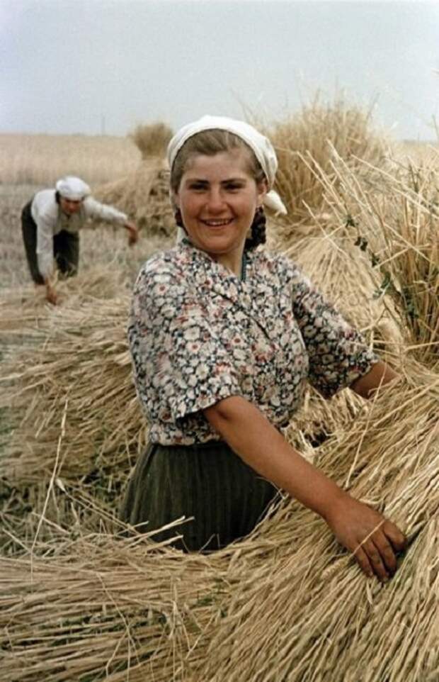 Большой урожай пшеницы в украинском совхозе.