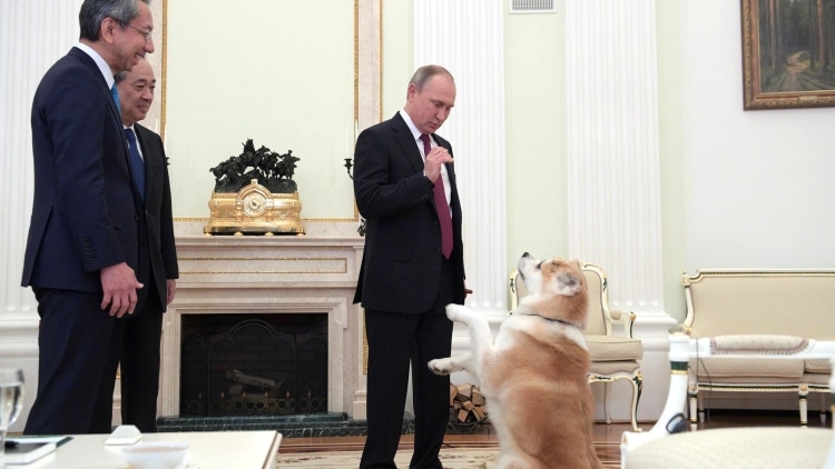 Всё о собаках Путина: где лабрадор Конни, дружит ли Баффи с Юмэ, судьба пуделя Тоси