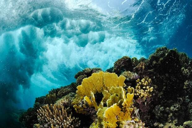 Sunlight and clear waters make for beautiful and healthy coral reefs off the coast of Saudi Arabia in the Red Sea. A story in the March 2012 issue documented efforts to celebrate and preserve the seas of Arabia.