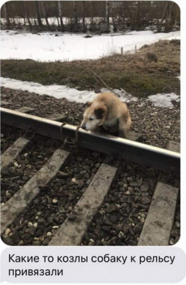 Машинист поезда спас привязанного к рельсам пса