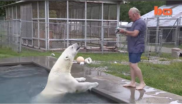 Мужчина уже более 20 лет дружит с белым медведем и даже плавает с ним в бассейне