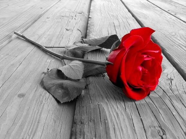 Красная, роза, эмблема, любви обои, фото, картинки