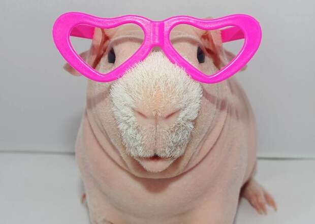 Бесшерстная морская свинка породы скинни по кличке Пим Instagram, Пим, без шерсти, домашний питомец, животные, лысая, милота, морская свинка