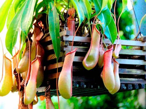 Комнатное растение Непентес (Nepenthes)