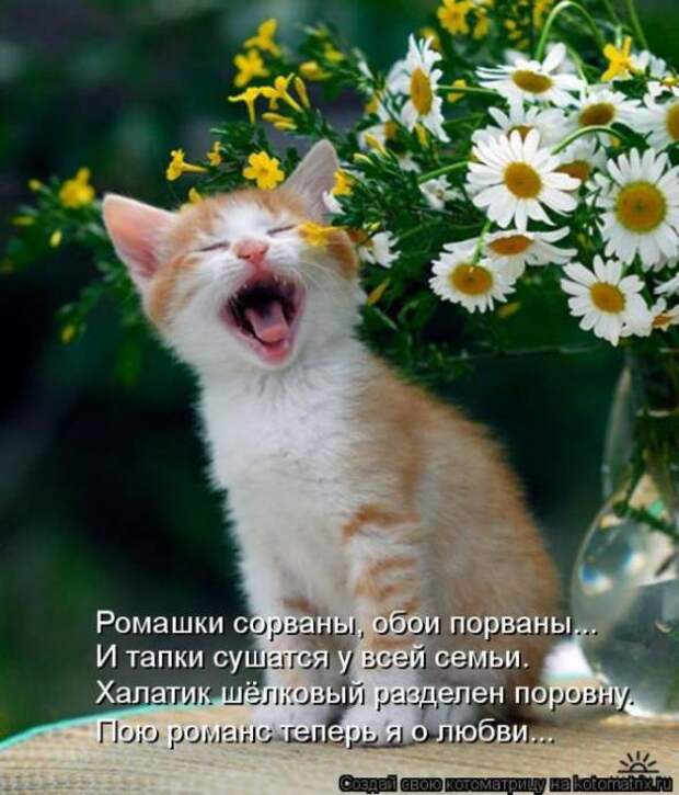 Котоматрицы (картинки с надписями)