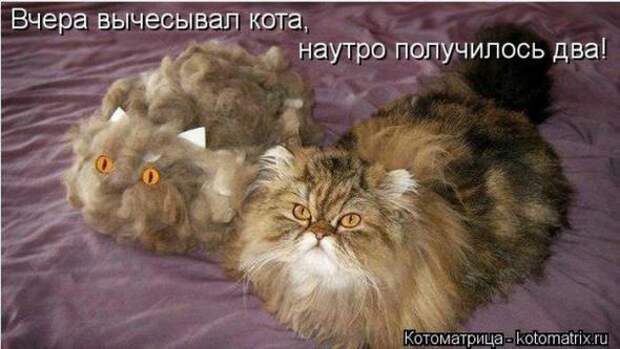 Котоматрицы(картинки с надписями)