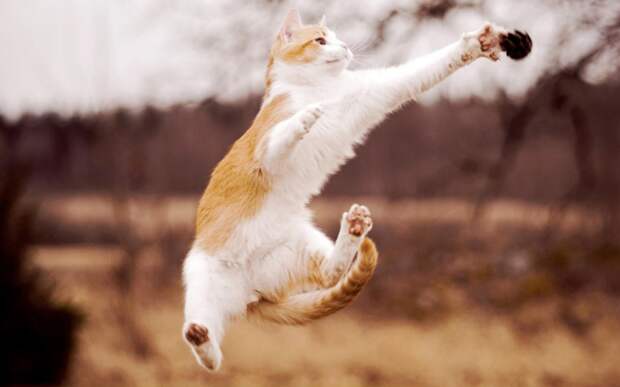 Картинки по запросу кот прыгает
