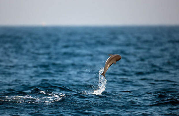 Фотография: Животные в полете №6 - BigPicture.ru