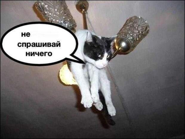 кот, прикол, юмор