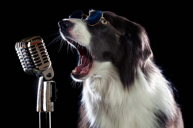 О чём поют собаки? Небезопасные развлечения