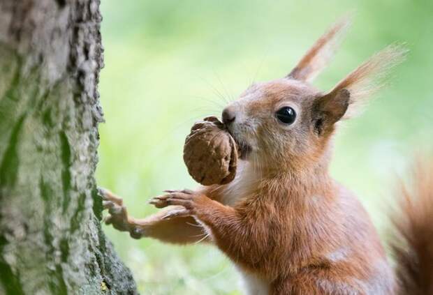 Interesting pictures with animals 08
