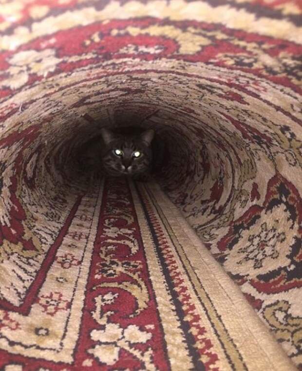 Любопытные коты (24 фото)