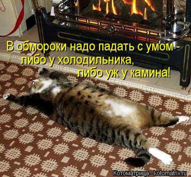 Котоматрицы(картинки с надписями)