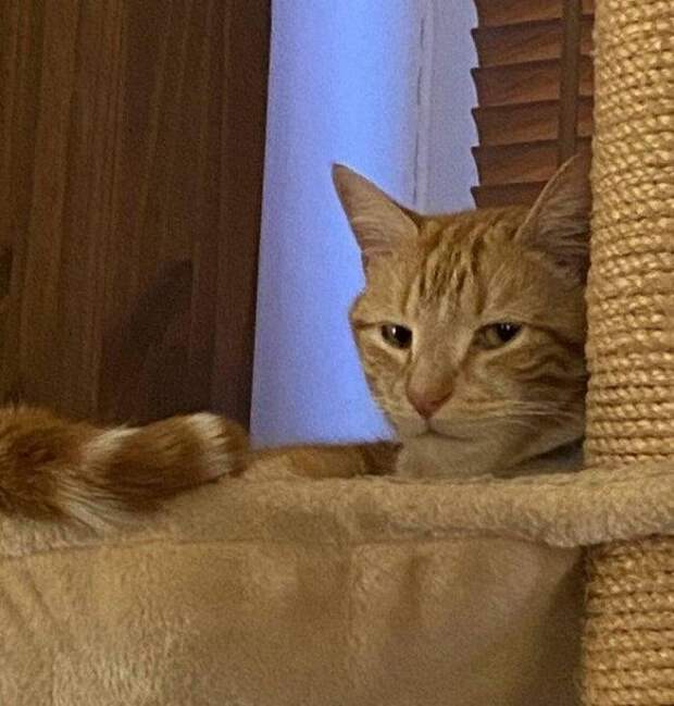 Милые животные, которые обиделись на всех вокруг