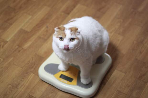 О толстом котике. | Пикабу