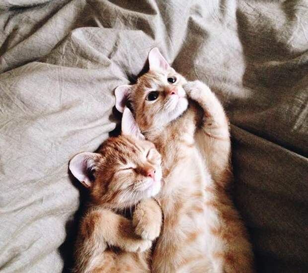 Без кота и жизнь не та