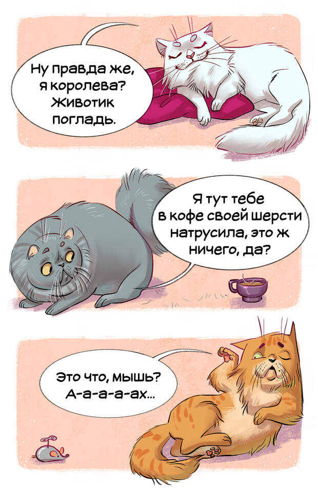 Гид по породам кошек, благодаря которому вы точно научитесь их различать