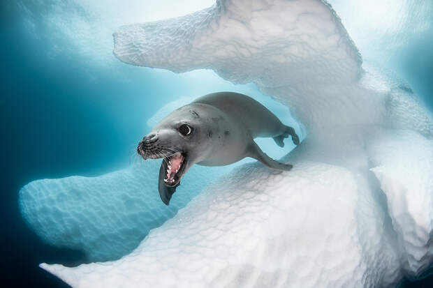 30 ПОТРЯСАЮЩИХ ПОДВОДНЫХ СНИМКОВ КОНКУРСА OCEAN ART 2019
