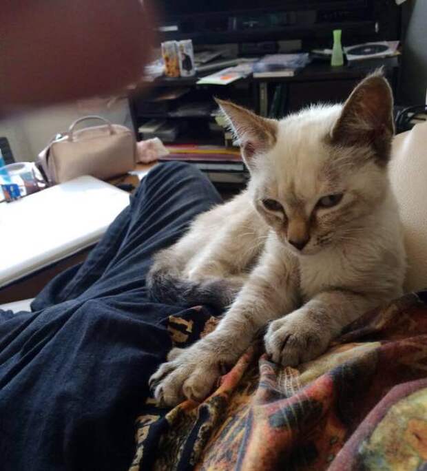 Без кота и жизнь не та
