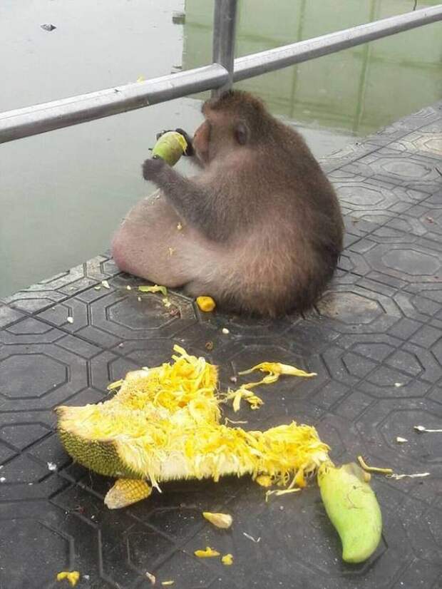 В Таиланде невероятно растолстевшую обезьяну решили посадить на диету