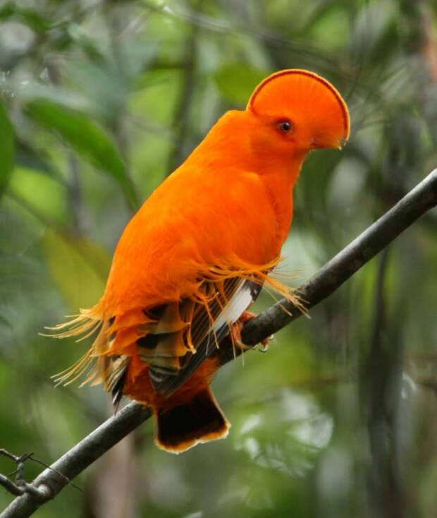 exotic-birds-12
