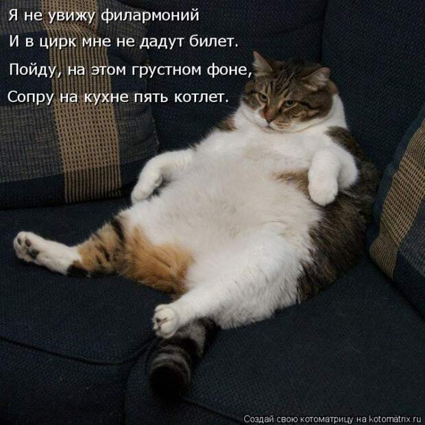 Лучшие котоматрицы недели (50 фото)