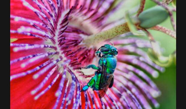Победители ежегодного фотоконкурса Focus on Nature