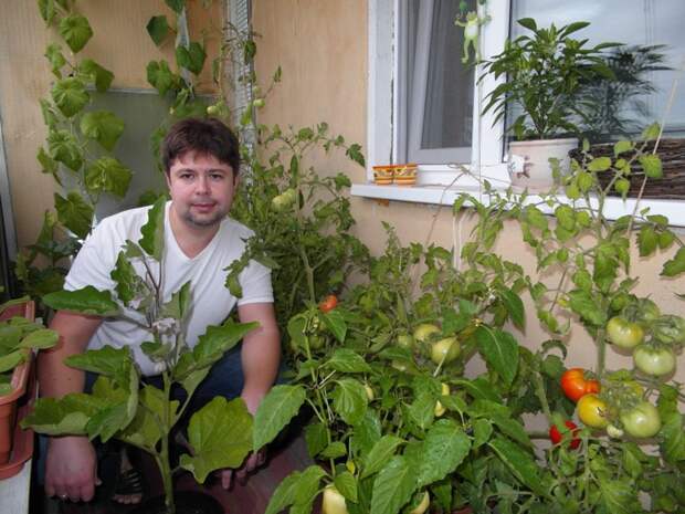 Превратите собственный балкон в теплицу и ешьте свежие и полезные овощи круглый год! выращиваем, двор, квартира, овощи, фрукты