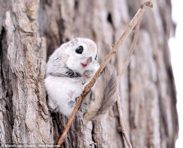 squirrels01 squirrels01 Сибирские белки летяги это нечто