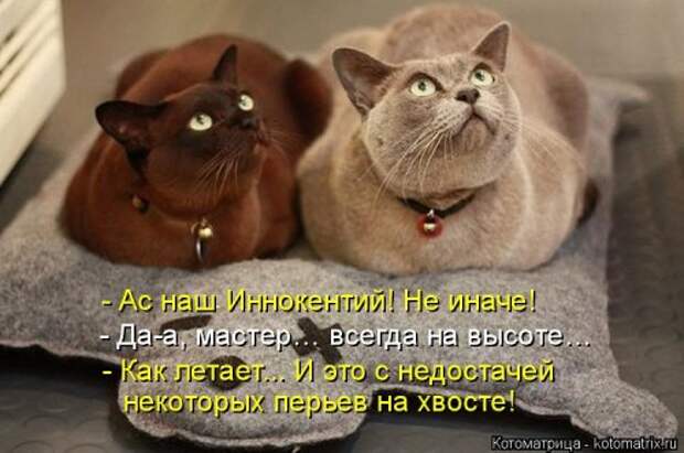 Свежая котоматрица (33 фото)