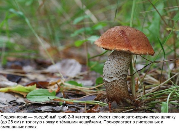 Мини-гид: 10 съедобных грибов