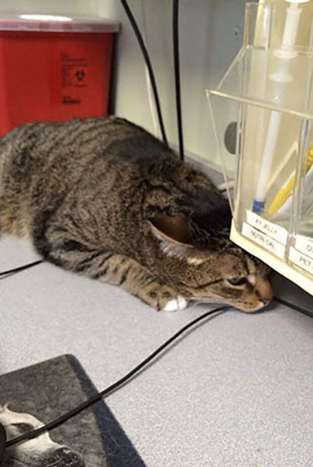 Pets Really Don’t Enjoy Visits to the Vet