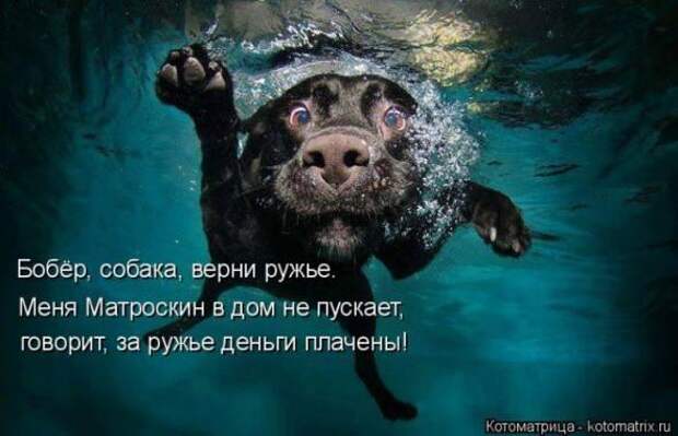 Котоматрицы(картинки с надписями)