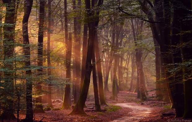 Осенние фотопейзажи Неллеке Питерс (Nelleke Pieters)