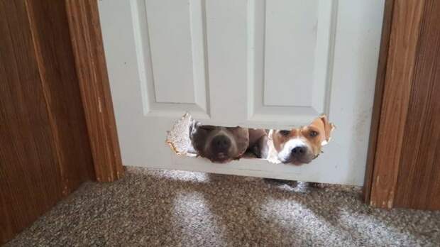 две собаки смотрят через дырку в двери