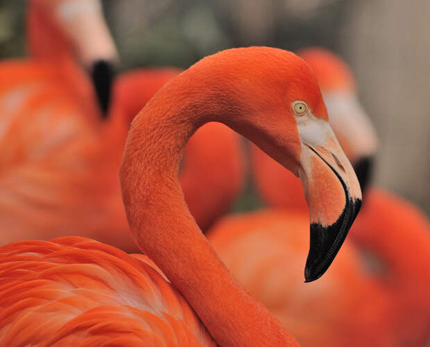 Фламинго животные, красные животные, природа, цвет