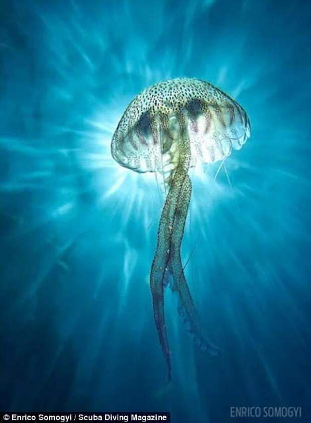 Enrico Somogyi captured a jellyfish with the sun behind it while snorkeling off Torrent de Pareis beach in Mallorca, Spain. He said it took him around 40 tries until he got the perfect shot. The image saw him win second place in the compact camera category