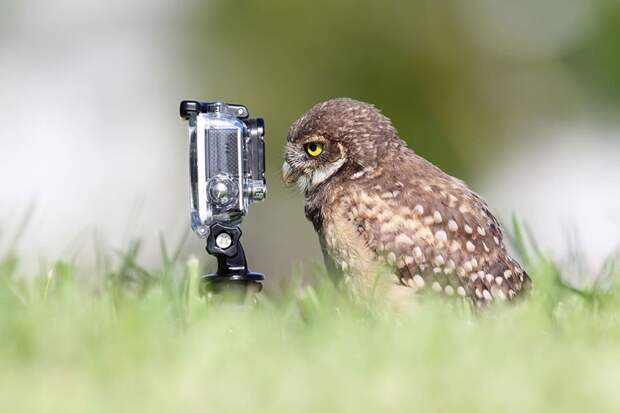 Прирожденные фотографы Прирожденные фотографы животные, фотографы