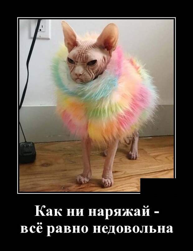 Веселые и прикольные демотиваторы из сети для поднятия настроения (10 фото)