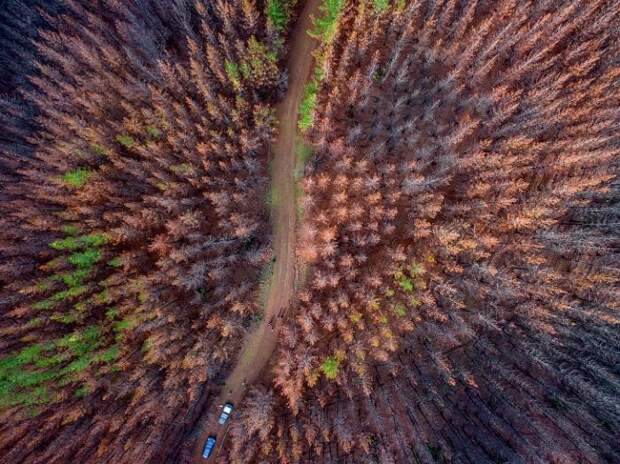 Вот так выглядят сгоревшие леса с высоты лес, фото, чили