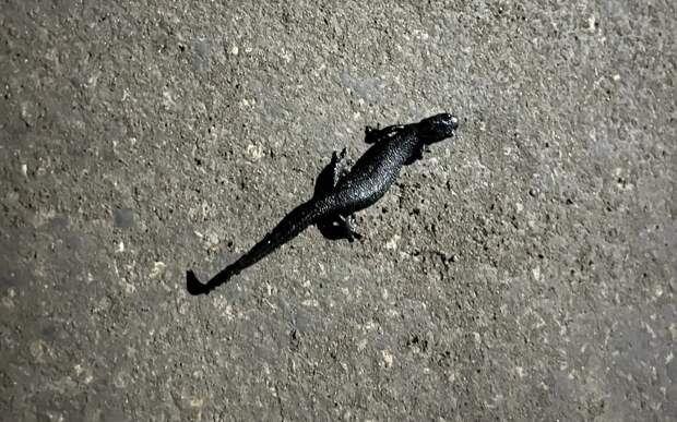 В Рязанской области на дороги высыпали гребенчатые тритоны