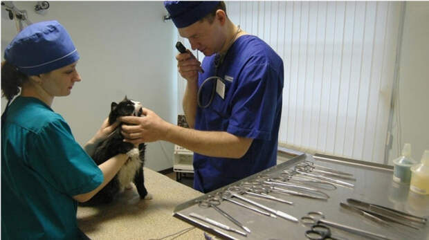 В Финляндии ветеринары начали массово усыплять питомцев украинских беженцев